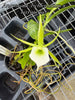 FLASK  Angraecum (eichlerianum x birrimense)