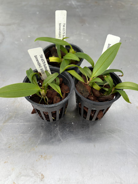 Bulb.(siamense x binnendijkii)