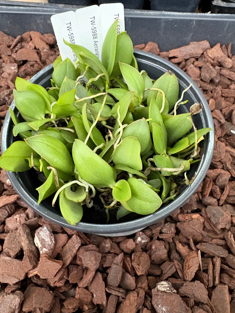 COMPOT-Aerangis seegeri