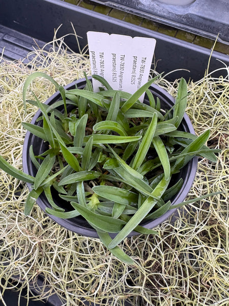 COMPOT Angraecum (magdalene x praestans)