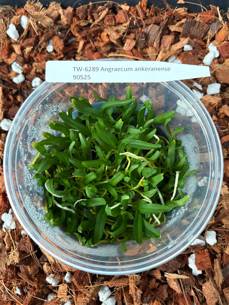 FLASK  Angraecum ankeranense