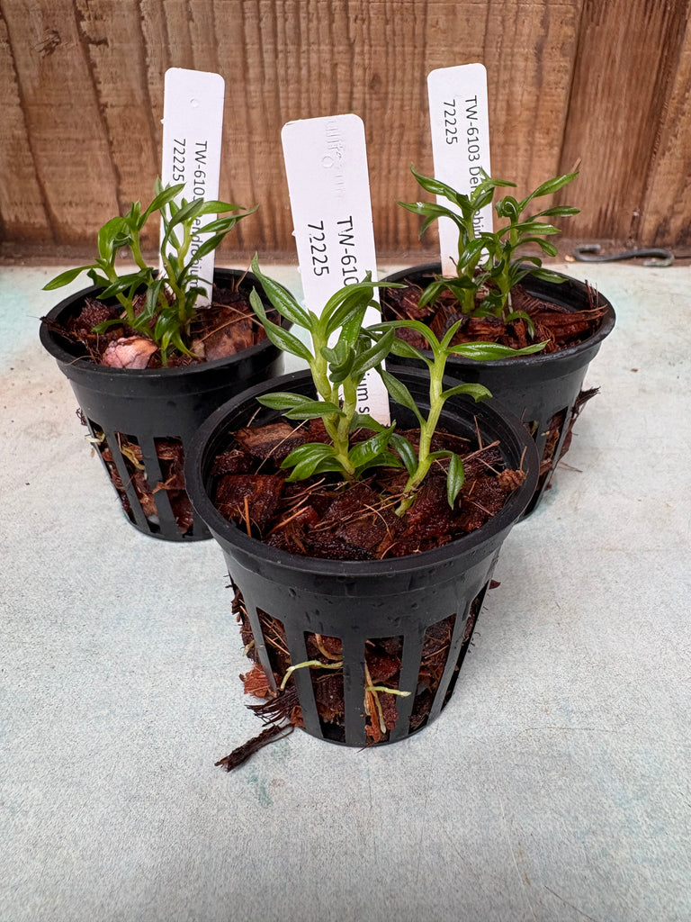 Den. subuliferum