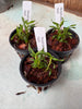Den. subuliferum
