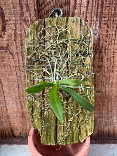 Thrixspermum saruwatarii