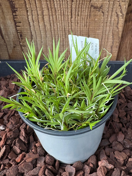COMPOT Tolumnia bahamensis