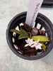 Aerangis calantha