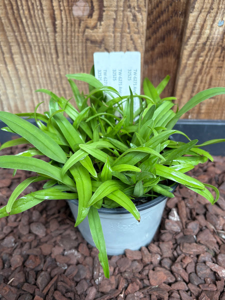 COMPOT Angraecum comorense