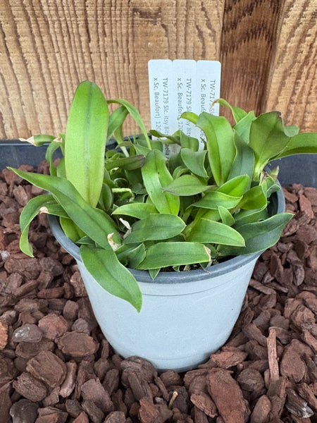 COMPOT-Slc. Itsy Bitsy (Laelia alaorii x Sc. Beaufort)