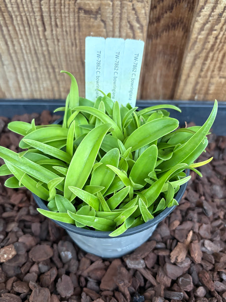 COMPOT-C. bowringiana 