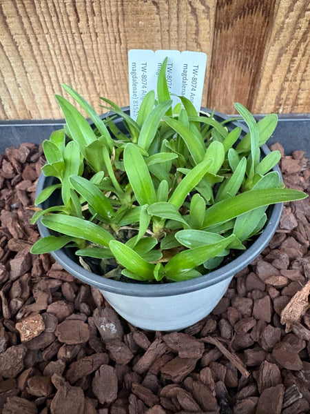 COMPOT-Angraecum (bosseri x magdalenae)