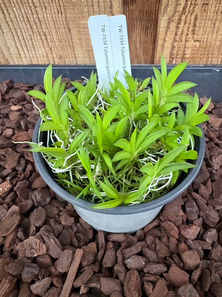 COMPOT-Tolumnia guianensis