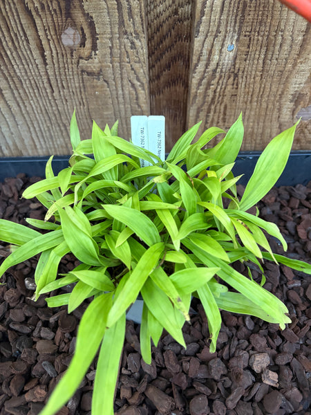 COMPOT-Neomoorea wallisii