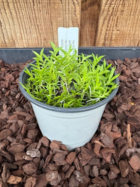 COMPOT—Tolumnia urophylla