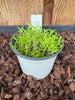 COMPOT—Tolumnia urophylla