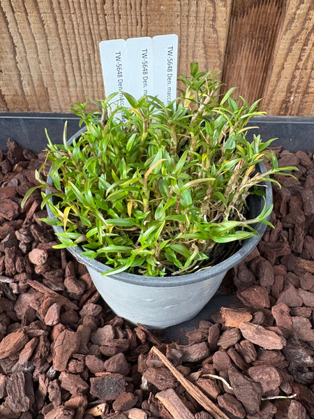COMPOT—Den. maccarthiae