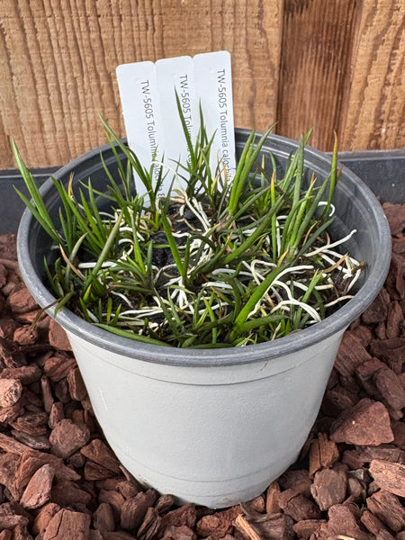 COMPOT Tolumnia calochila