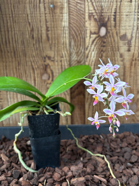 Phal. equestris var. leucaspis