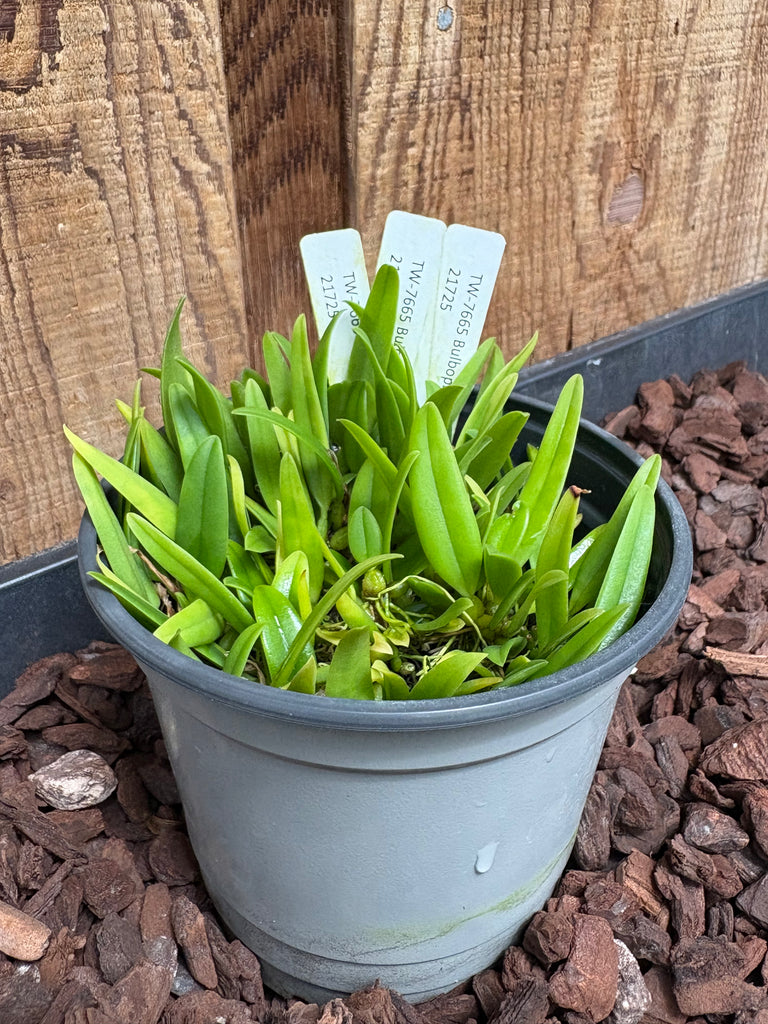 COMPOT-Bulb. flaviflorum