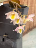 Den. pseudolamellatum