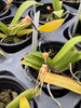 Thrixspermum acuminatissimum