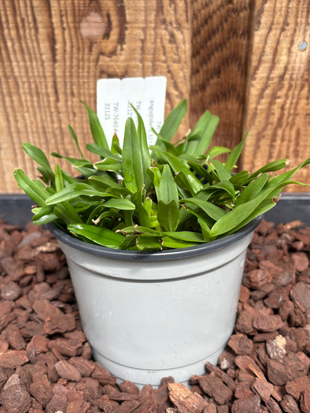 COMPOT-Aeranthes angustidens
