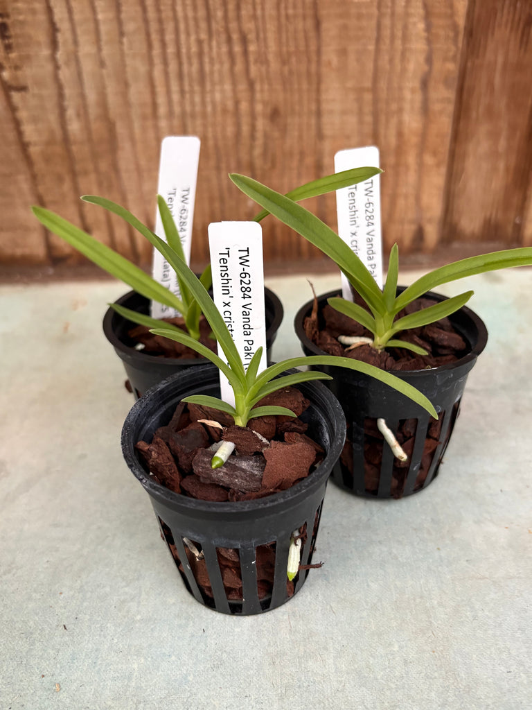 Vanda Paki (tricolor ‘Tenshin’ x cristata)