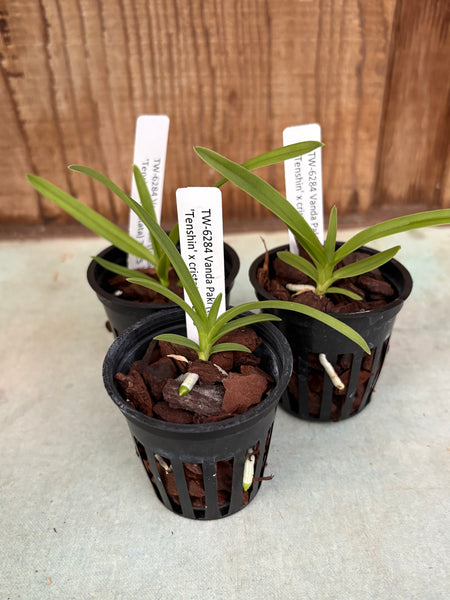 Vanda Paki (tricolor ‘Tenshin’ x cristata)