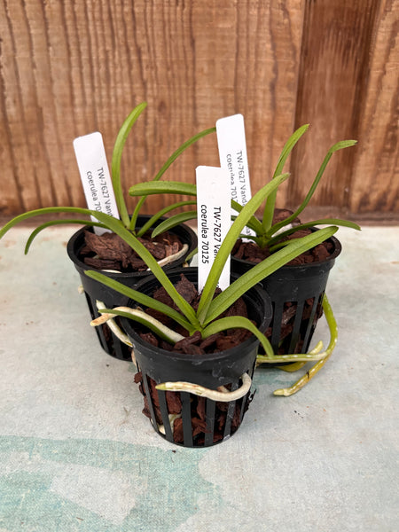 Vanda tessellata v. coerulea