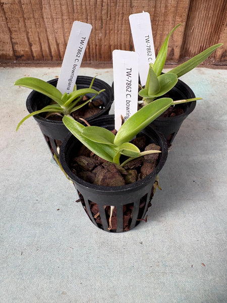 C. bowringiana