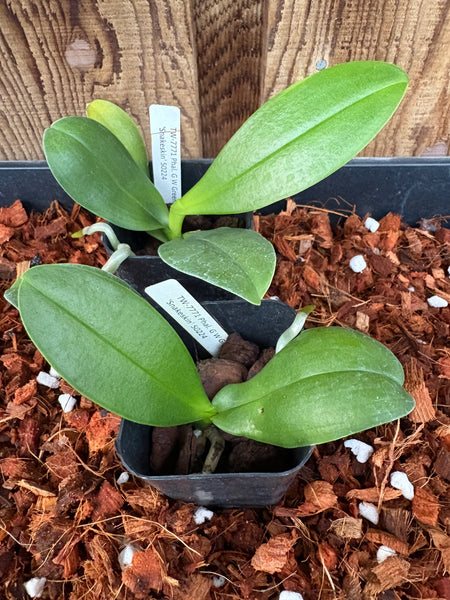 Phal. G W Green World ‘Snakeskin’
