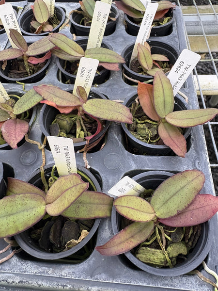 Robiquetia aberrans