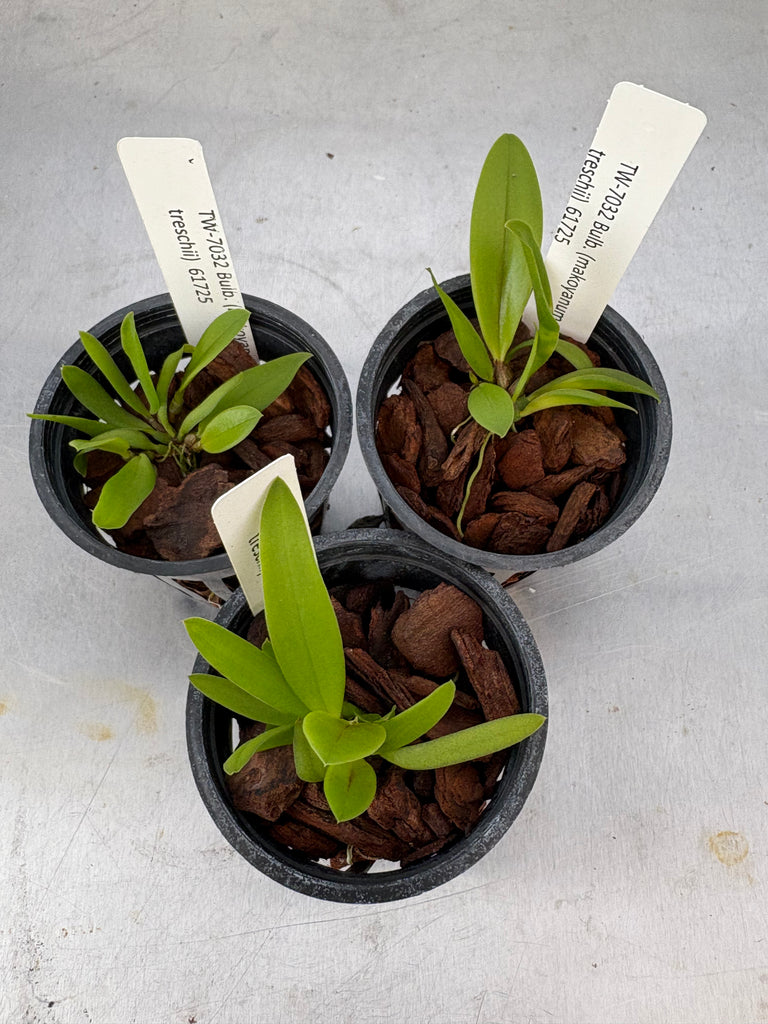 Bulb. (makoyanum x treschii)