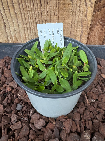 COMPOT-Angraecum dryadum