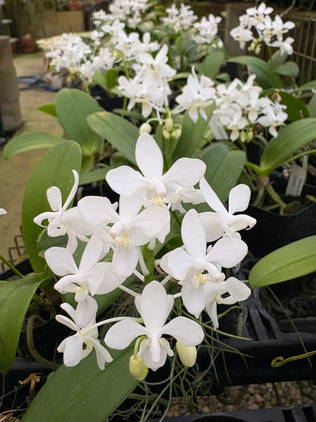 Phal. equestris fma. alba