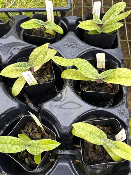 Paphiopedilum venustum