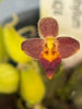 Bulbophyllum geniculiferum