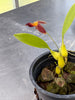 Bulbophyllum geniculiferum