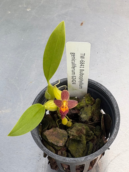 Bulbophyllum geniculiferum