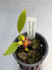 Bulbophyllum geniculiferum