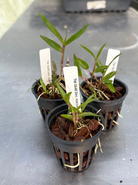Den. maccarthiae