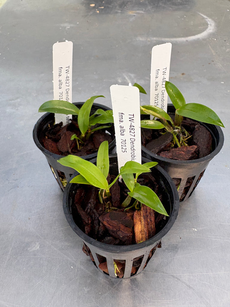 Den. tetragonum fma. alba 