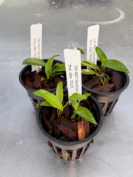 Den. tetragonum fma. alba 