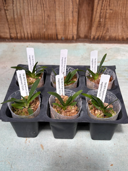 Angraecum (bosseri x magdalenae)
 6 Pack