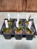 Angraecum (bosseri x magdalenae)
 6 Pack