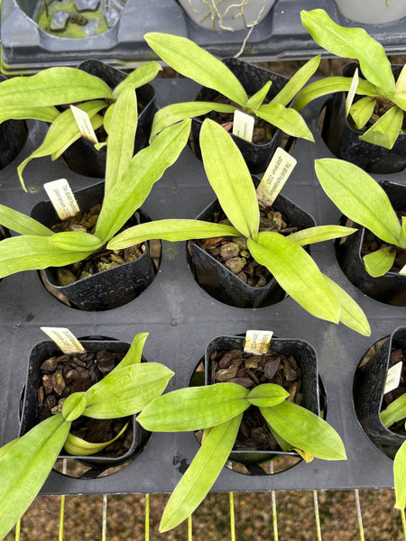 Paphiopedilum spicerianum