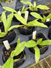 Paphiopedilum spicerianum
