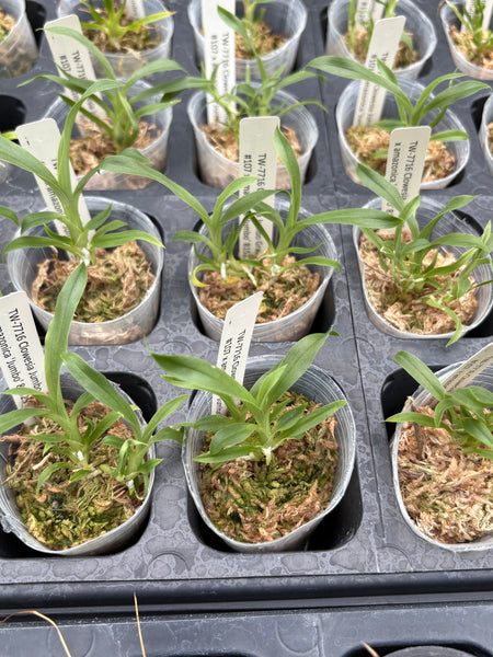 Clowesia Jumbo Grace #107 x amazonica 'Jumbo'