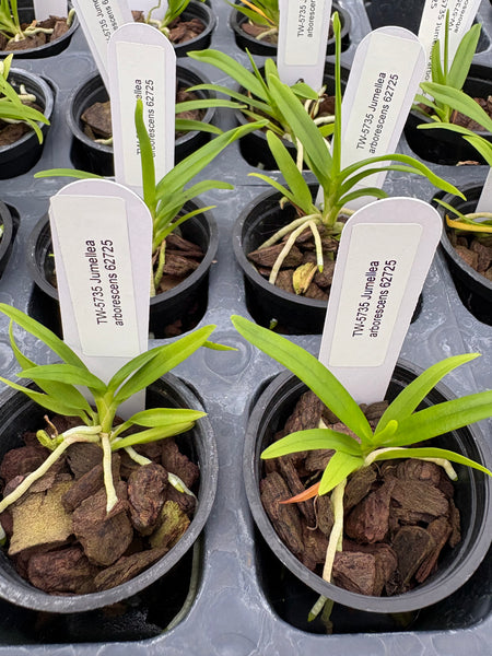 Jumellea arborescens
