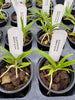Jumellea arborescens