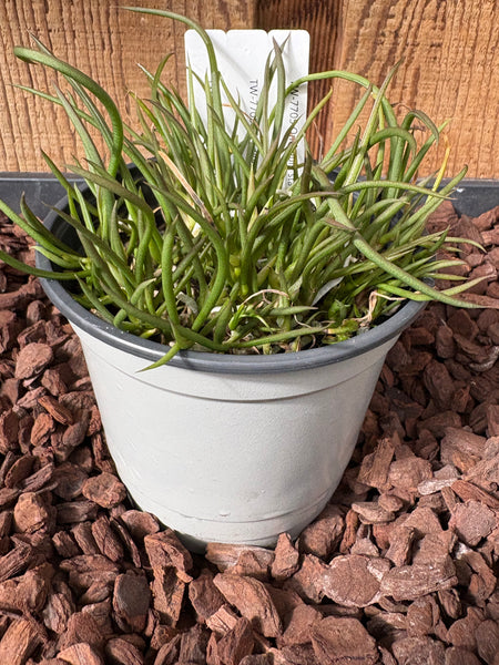 COMPOT-Oncidium stacyi